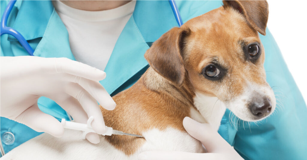 Microchip gratuiti per i cani, la campagna Asl fa tappa a Gesualdo