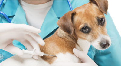 Microchip gratuiti per i cani, la campagna Asl fa tappa a Gesualdo