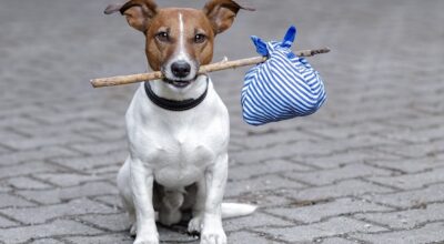 DIAMO UNA CASA AD UN AMICO A QUATTRO ZAMPE